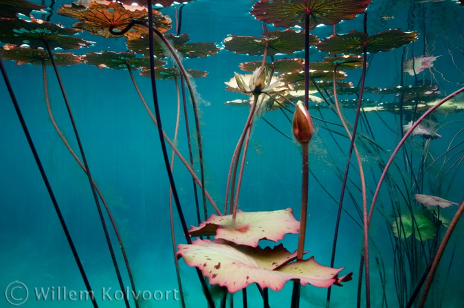 Waterlelie in het Onoribo meertje