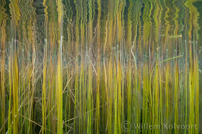Reed in the Onoribo Lake