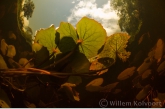 Waterlelies in de Sabaku kreek