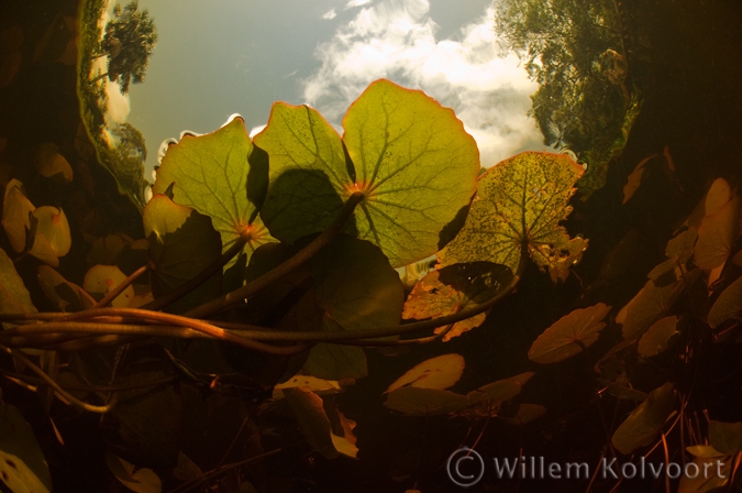 Waterlelies in de Sabaku kreek