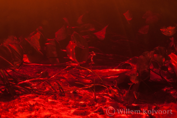 Visjes in het rode water van de Sabaku kreek
