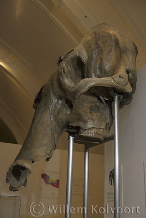 The Mammoth skull in the Natural Museum, Nijmegen