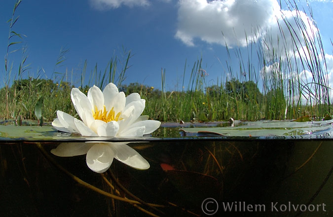 White Water-lily ( Nymphaea alba ) Lake Naarden 