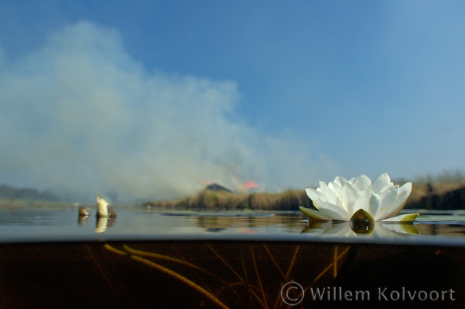 White water-lily ( Nymphaea alba ) 