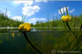 Yellow Water-lily  ( Nuphar luteum ) in the Amerdiep
