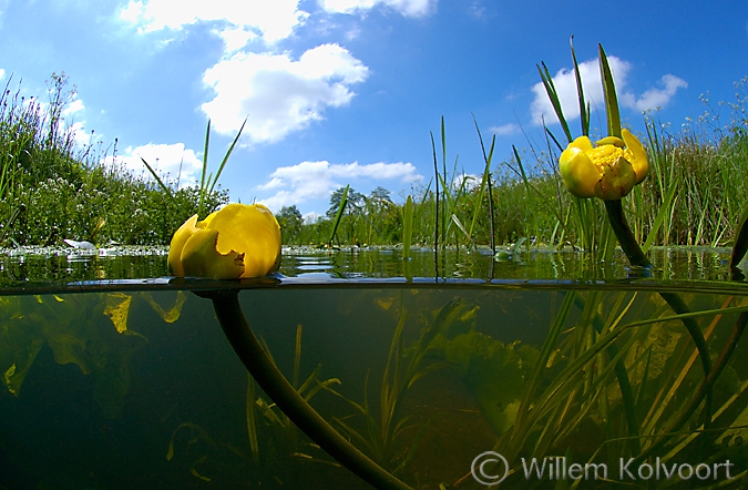 Yellow Water-lily  ( Nuphar luteum ) in the Amerdiep