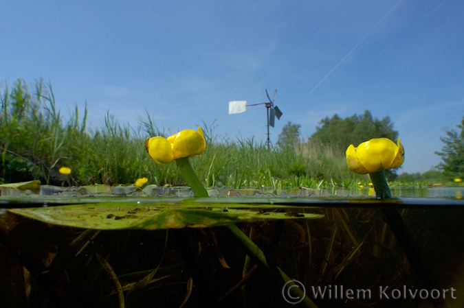 Yellow Water-lily  ( Nuphar luteum ) 