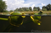 Yellow Water-lily  ( Nuphar luteum ) seeds