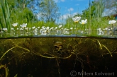 Common Water-crowfoot ( Ranunculus aquatilis ) 