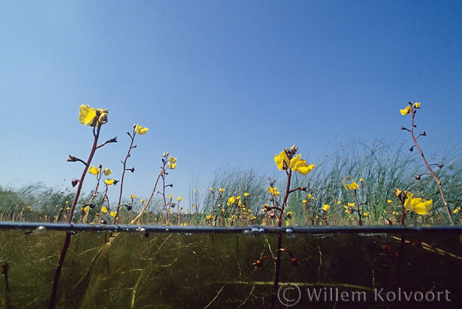 Greater Bladderwort ( Utricularia vulgaris ) in Lake Naarden