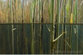 Common Reed ( Phragmitis australis )