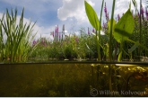 All kinds of waterplants