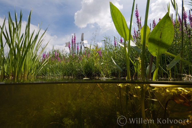 All kinds of waterplants