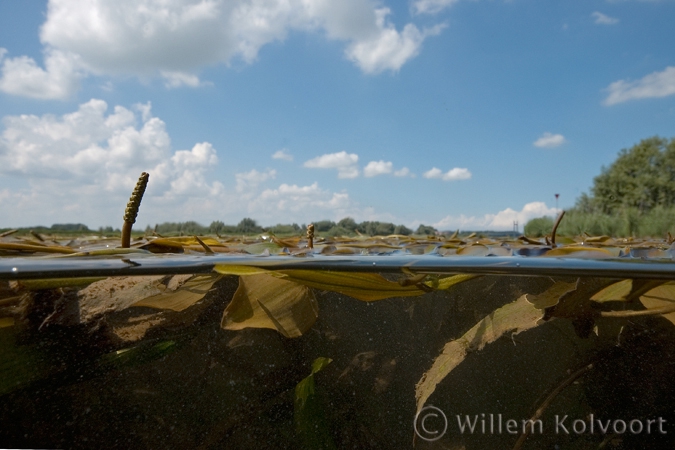 Rivierfonteinkruid ( Potamogeton nodosus ) in de IJssel