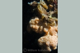 Endemische spons met tal van diertjes