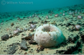 Ohridspons ( Ohridaspongia rotunda ) op een diepte van 36 meter