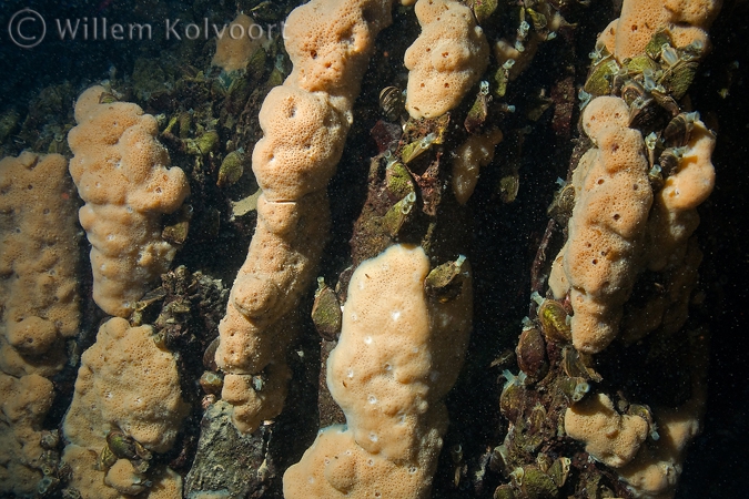 Endemische sponzen ( Spongilla stankovici ) op de rotsen