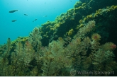 Onderwaterlandschap in het Meer van Ohrid