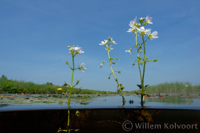 Waterviolier ( Hottonia palustris ) in de Weerribben