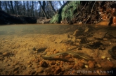 Nesting brook lampreys (Lampetra planeri )