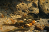 Mating brook lampreys ( Lampetra planeri )