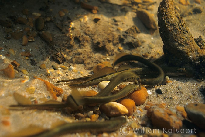 Mating brook lampreys ( Lampetra planeri )