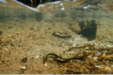 Brook lampreys ( Lampetra planeri ) mating