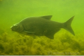 Common bream ( Abramis brama ) male in mating time