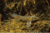 Spined loach ( Cobitis taenia )
