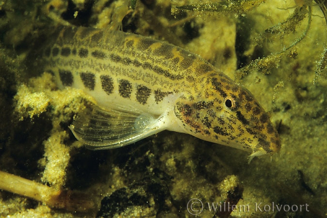 Spined loach ( Cobitis taenia )