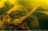River lamprey ( Lampetra fluviatilis )