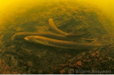 Mating river lampreys ( Lampetra fluviatilis )