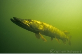 Pike ( Esox lucius )