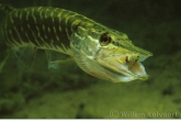 Young Pike ( Esox lucius )  with prey