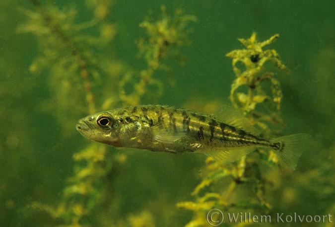 Ten-spined sticleback ( Platichthys flesus )