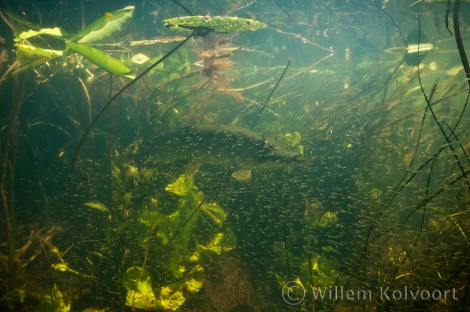Pike ( Esox lucius ) and fish larvae