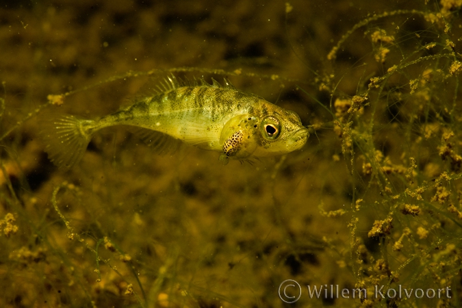 Ten-spined sticleback ( Platichthys flesus )