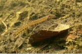 Spined Loach ( Cobitis taenia )