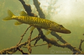 Pike ( Esox lucius )