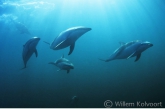 Dusky dolfijnen ( Lagenorhynchus obscurus )