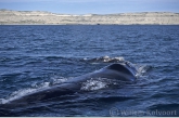 Southern Right Whale , mother with calf