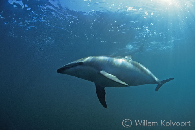 Dusky dolfijn ( Lagenorhynchus obscurus )