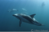 Dusky dolphin ( Lagenorhynchus obscurus )