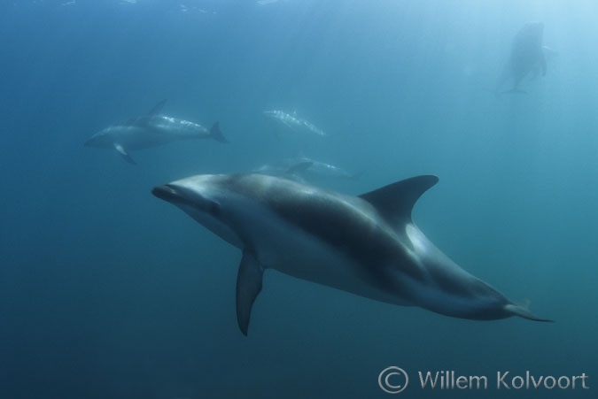 Dusky dolfijn ( Lagenorhynchus obscurus )