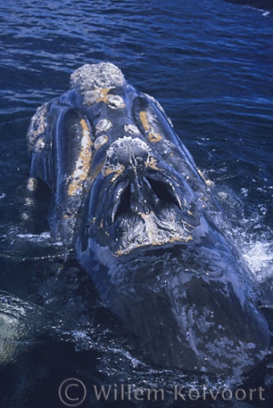 Blowhole on a Southern right whale ( Eubalaena australis )