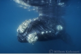 Southern Right Whale ( Eubalaena australis ) with reflection