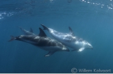 Toenadering tot paring van de dusky dolfijnen