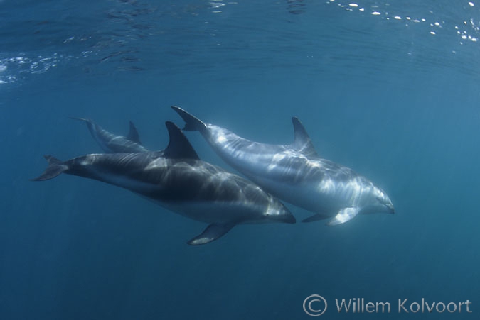 Dusky dolphins ( Lagenorhynchus obscurus ) making advances