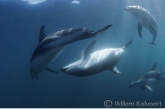 Dusky dolfijnen ( Lagenorhynchus obscurus ) voor de paring