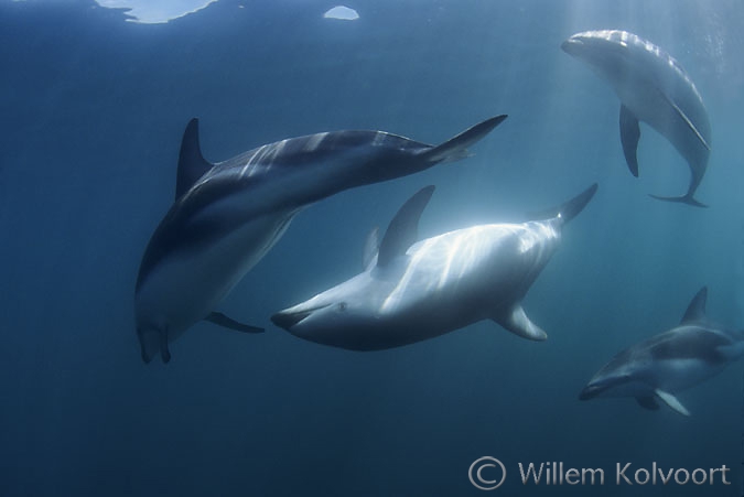 Dusky dolfijnen ( Lagenorhynchus obscurus ) voor de paring